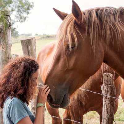Equine history 2
